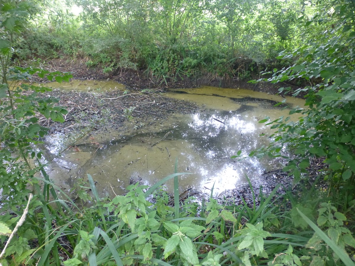 These are photos of the pond at the #PocketPark in Linton, Cambs.Hopefully they are like this because of lack of rain.#Cambridgeshire #nature