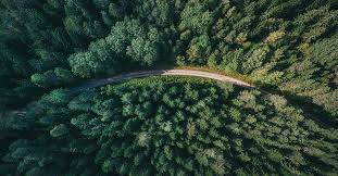 The Scribe tweet media