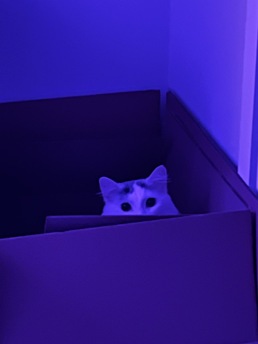 devilwaitss's tweet image. hello twitter people, i got a fur baby! she’s the sweetest (and noisiest) girl ever. her name is snowball 🥰