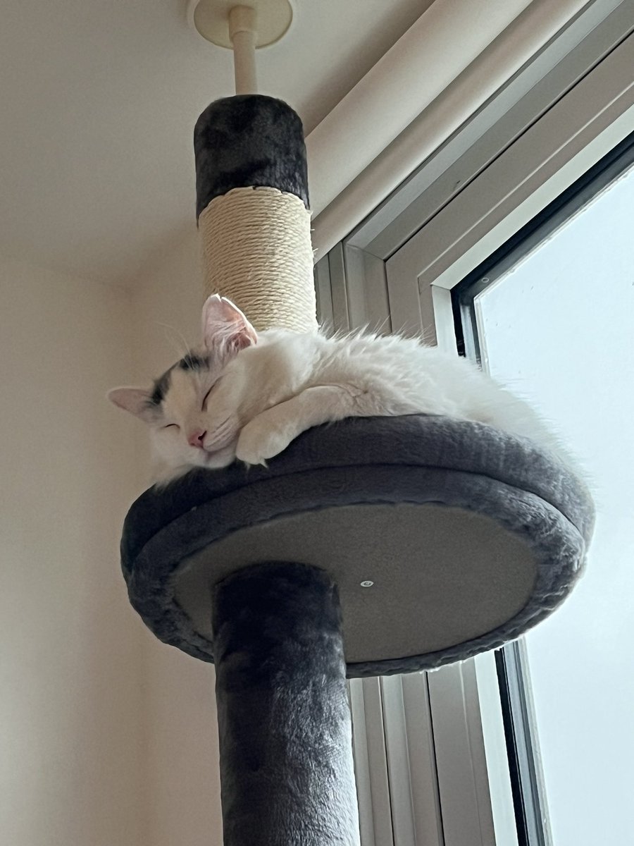 devilwaitss's tweet image. hello twitter people, i got a fur baby! she’s the sweetest (and noisiest) girl ever. her name is snowball 🥰