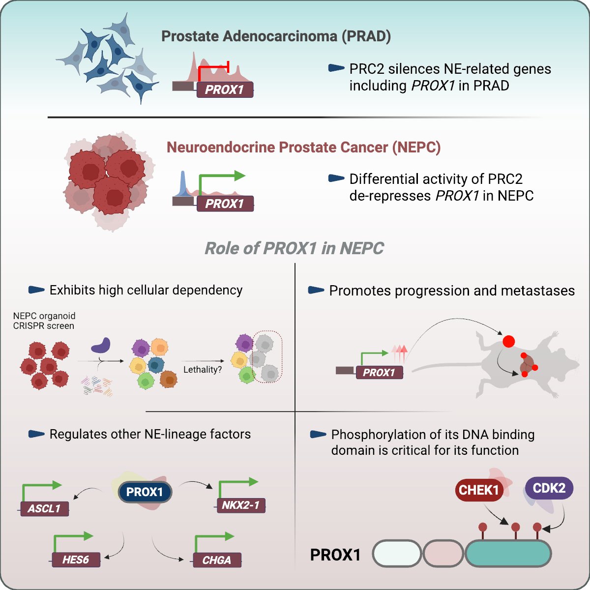 Dana-Farber News (@danafarbernews) on Twitter photo Some prostate cancers evade therapy by transforming into aggressive neuroendocrine prostate cancer. New research highlights PROX1 as a key driver of this transformation and tumor growth, offering a potential treatment target.
➡️ bit.ly/4lEFHoD
<a href="/CR_AACR/">Cancer Research</a> @bajji Some prostate cancers evade therapy by transforming into aggressive neuroendocrine prostate cancer. New research highlights PROX1 as a key driver of this transformation and tumor growth, offering a potential treatment target.
➡️ bit.ly/4lEFHoD
<a href="/CR_AACR/">Cancer Research</a> @bajji