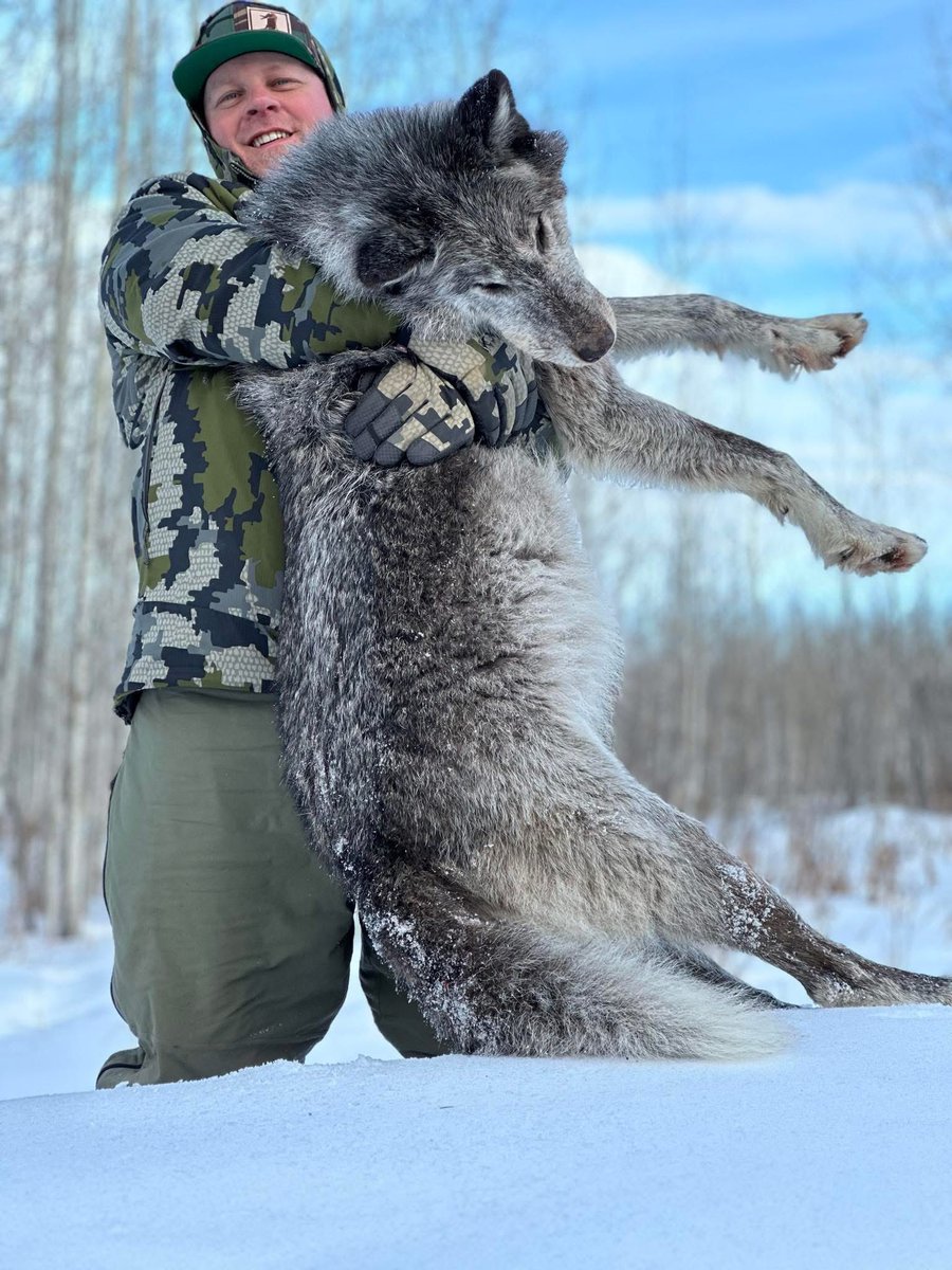 Xpose Trophy Hunting (@xposetrophyhunt) on Twitter photo Syan Relvius, Michigan with his 'prettiest wolf up to date.' How many wolves has he killed already? Human vermin. 🤬
#BanTrophyHunting RT
<a href="/SARA2001NOOR/">Sara✌️💙🍉peaceFOReveryone</a> <a href="/Angelux1111/">Angel</a> <a href="/Gail7175/">WatchDominion.com Ⓥ</a> <a href="/Lin11W/">🌱🌹❤️ Anonymous for the voiceless ❤️🌹🌱</a> <a href="/Protect_Wldlife/">PROTECT ALL WILDLIFE</a> <a href="/PhaedraXTeddy/">Phaedra</a> Syan Relvius, Michigan with his 'prettiest wolf up to date.' How many wolves has he killed already? Human vermin. 🤬
#BanTrophyHunting RT
<a href="/SARA2001NOOR/">Sara✌️💙🍉peaceFOReveryone</a> <a href="/Angelux1111/">Angel</a> <a href="/Gail7175/">WatchDominion.com Ⓥ</a> <a href="/Lin11W/">🌱🌹❤️ Anonymous for the voiceless ❤️🌹🌱</a> <a href="/Protect_Wldlife/">PROTECT ALL WILDLIFE</a> <a href="/PhaedraXTeddy/">Phaedra</a>