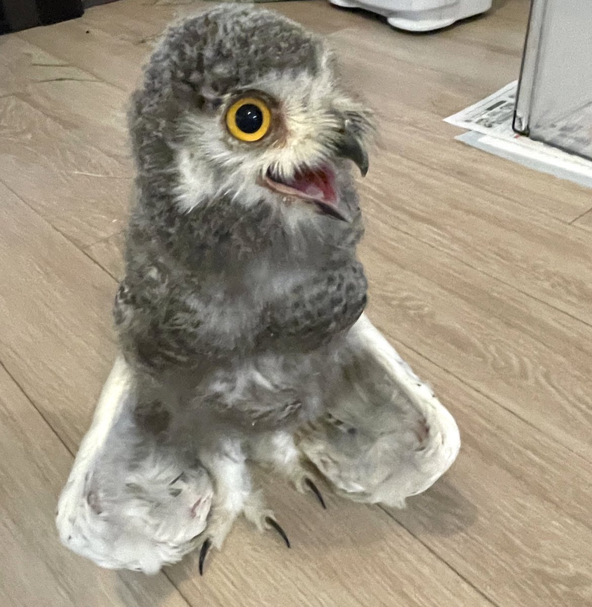 日光浴後は暑さと腹ペコにより
別の生き物感つよめ😂