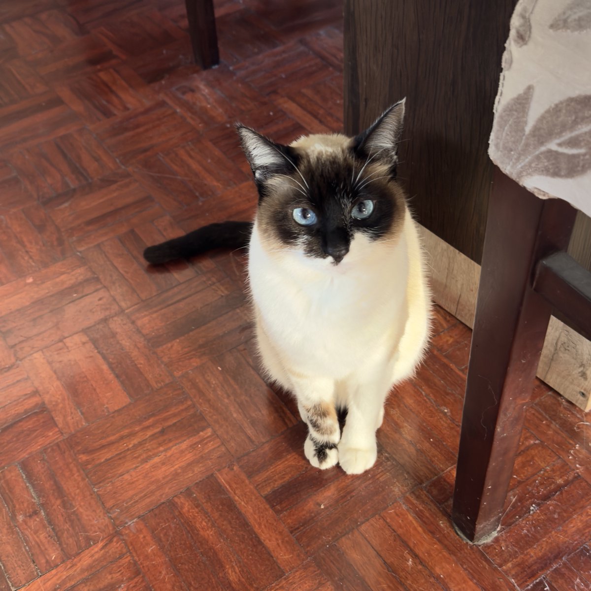 guilherme tweet media