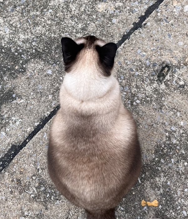 เสียงในหัวบอกว่าอยากเขี่ยให้กลิ้ง