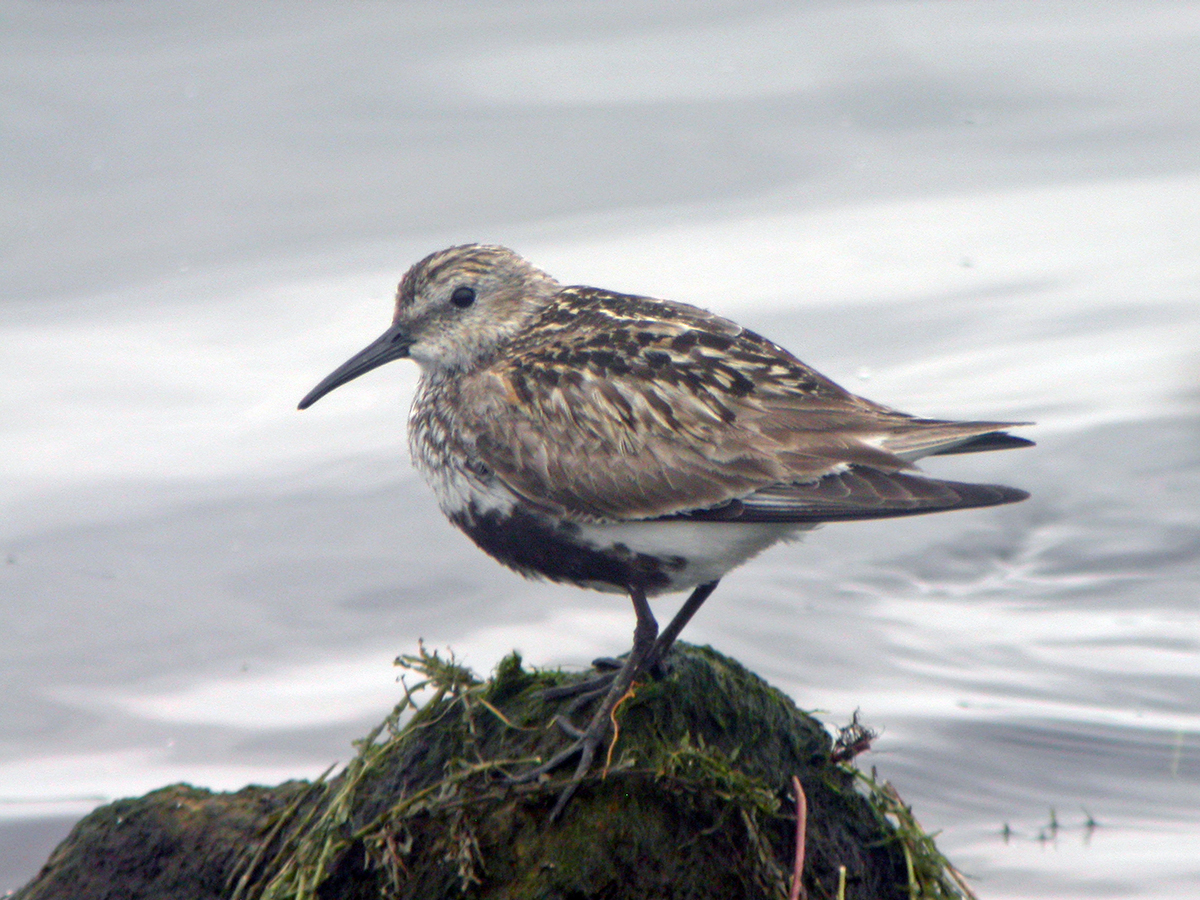Bob Hazell (@bobhazell) on Twitter photo Another good morning <a href="/STWDraycote/">Draycote Water</a>: 2 Spotted Redshank, 3 Greenshank, Ruff, 2 Common Sandpiper, Dunlin, 25+ Yellow and 2 Grey Wagtail, 2 Yellow-legged Gull, 24 Little Egret, 8 Goosander, Raven, Sparrowhawk and 8 Shoveler. <a href="/Draycotebirding/">Draycotebirding</a> Another good morning <a href="/STWDraycote/">Draycote Water</a>: 2 Spotted Redshank, 3 Greenshank, Ruff, 2 Common Sandpiper, Dunlin, 25+ Yellow and 2 Grey Wagtail, 2 Yellow-legged Gull, 24 Little Egret, 8 Goosander, Raven, Sparrowhawk and 8 Shoveler. <a href="/Draycotebirding/">Draycotebirding</a>