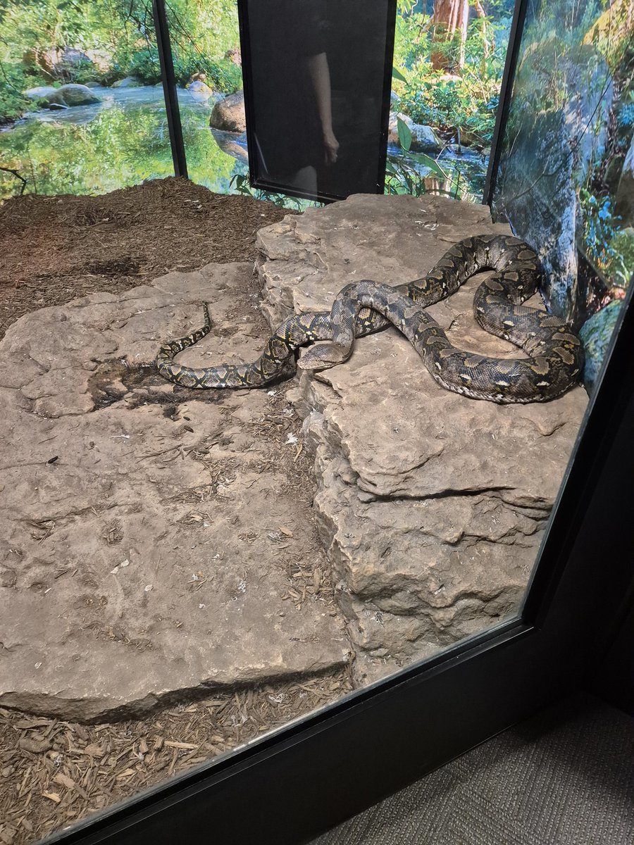 CharringAuh5's tweet image. #Reticulatedpython
Malayopython reticulatus
Sun 16 to 22 leet (49 to 6.7 m)
Diet Mammals, birds, and other animals