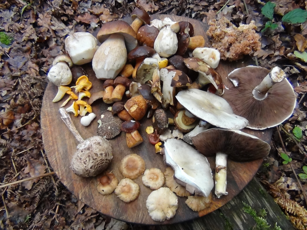 Wild Food UK tweet media