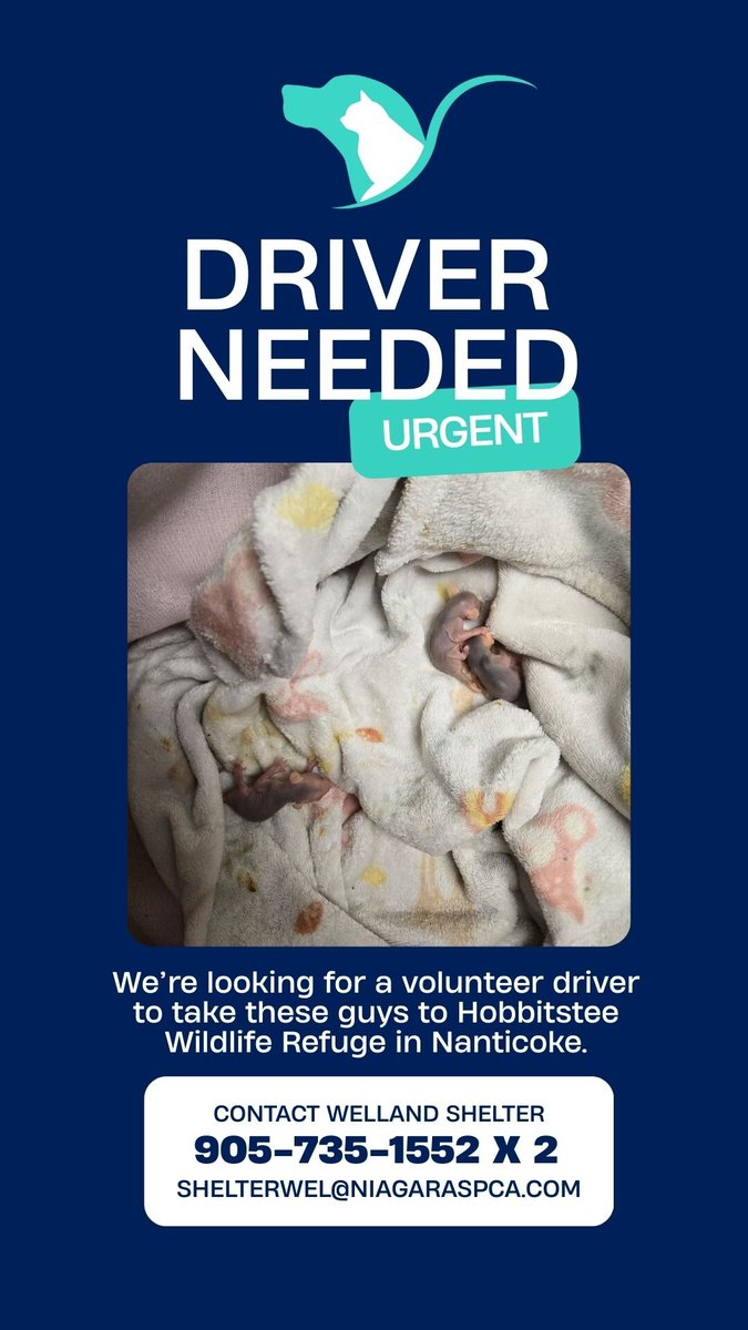 Niagara SPCA & Humane Society (@niagara_spca) on Twitter photo 