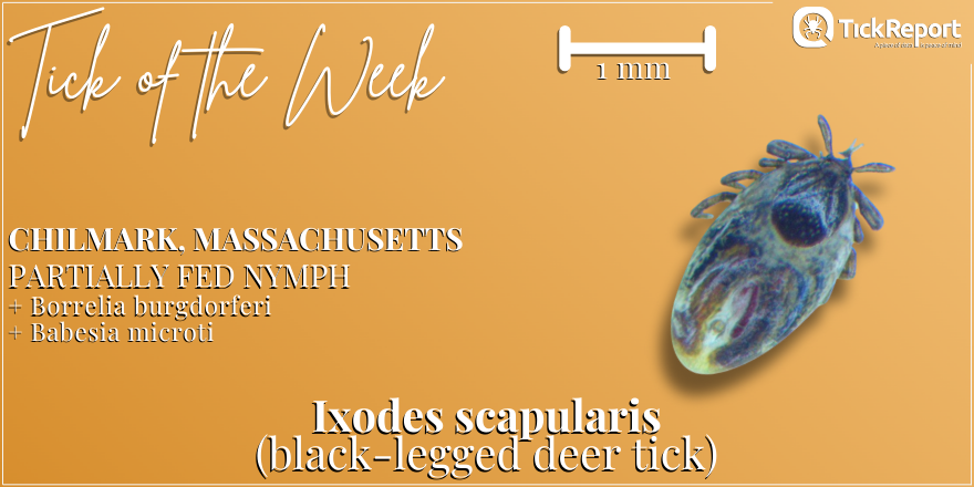 Two pathogens detected in this black-legged deer tick from Dukes County, Massachusetts: Borrelia burgdorferi (Lyme disease) and Babesia microti (babesiosis)!