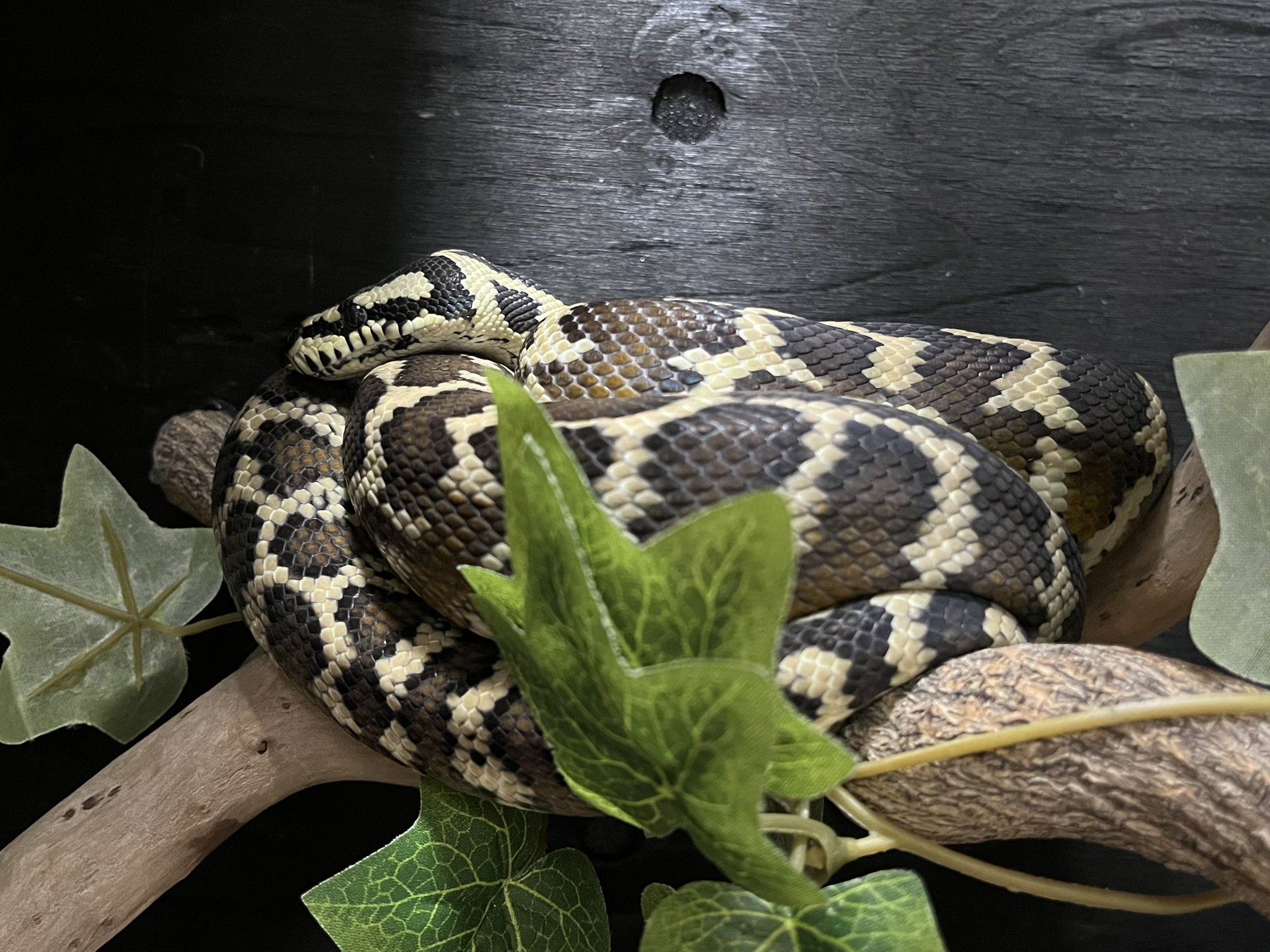 カーペットパイソン洋書 洋書 Complete Carpet Python 以下検索