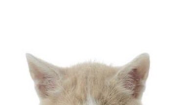 yushiwaneko's tweet photo. Arr… https://t.co/PFaR4MrONX