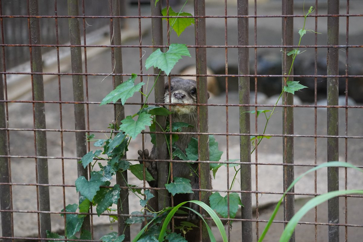 asaminbp5's tweet image. 覗きに来てくれた😍😍
トライかバブル😅どっちだろう❓
#長野市茶臼山動物園 #コツメカワウソ