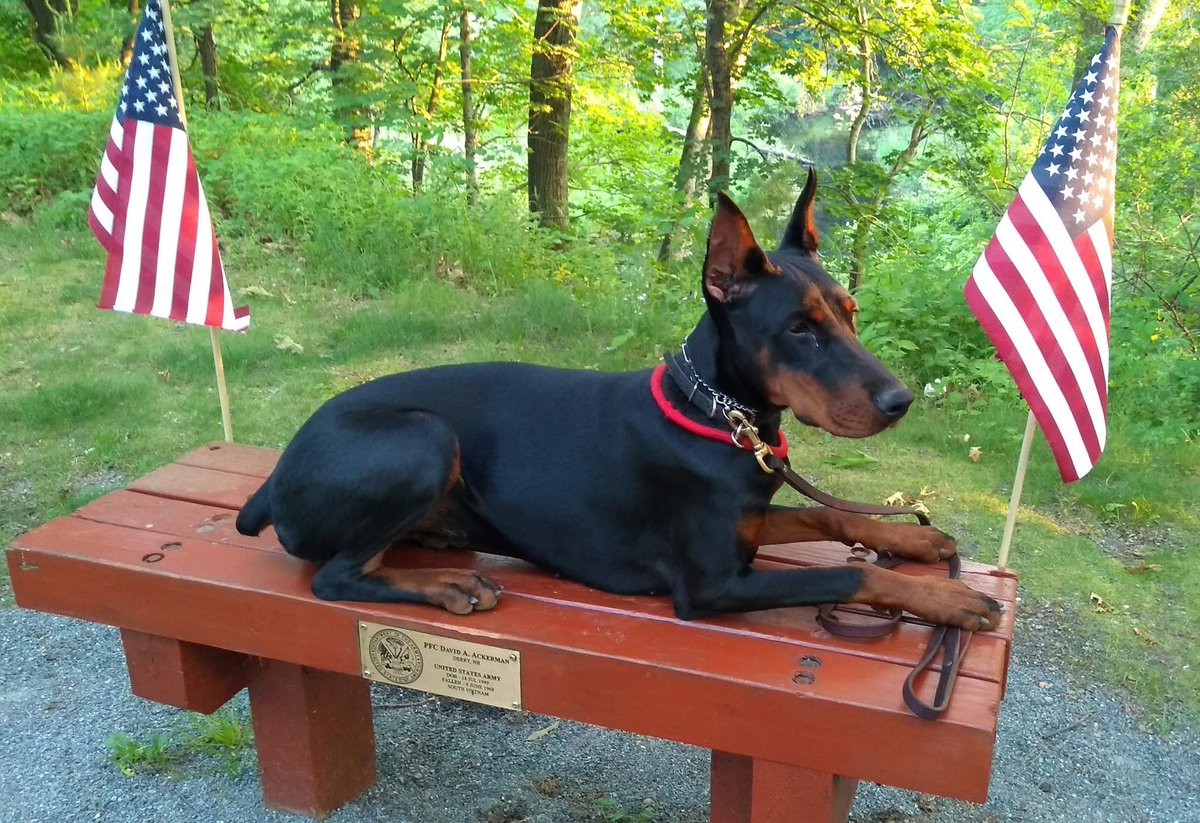 PStanley139487's tweet photo. @PecanC8 @Sarah_kally1 Proud to be an American🇺🇸🇺🇸🇺🇸 https://t.co/NhCkVGmvLZ