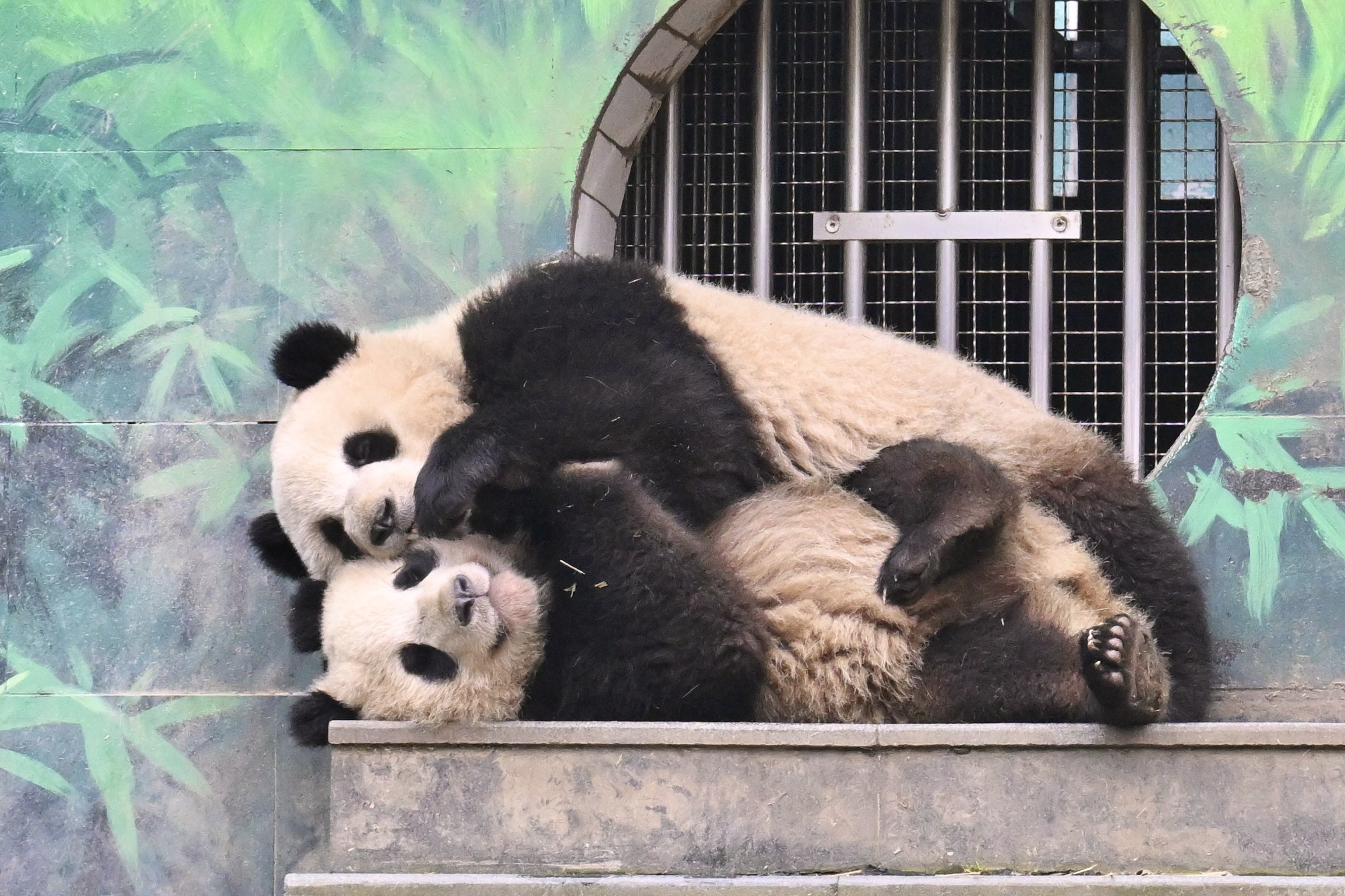 2025/07/23注文分(*」´□`)」f.pandaさんの専用だよー！ 2025/07/23注文分(*」´□`)」f.pandaさんの専用だよー！