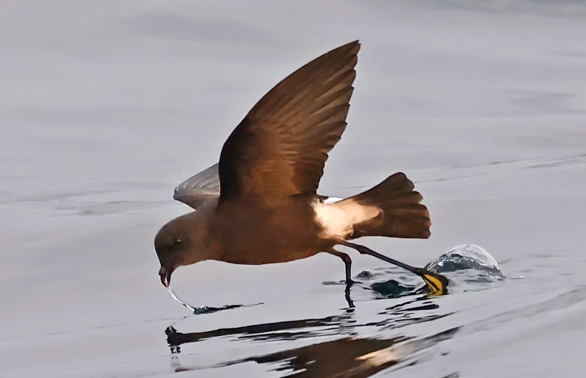 Paul Chapman (@clevedonmoths) on Twitter photo The world of Wilson's Storm Petrels is due to get more interesting soon but despite spending most of my time second guessing ageing, moult timing & size, this was still my favourite pic from four <a href="/Scillypelagics/">Scilly Pelagics</a> over the weekend. π The world of Wilson's Storm Petrels is due to get more interesting soon but despite spending most of my time second guessing ageing, moult timing & size, this was still my favourite pic from four <a href="/Scillypelagics/">Scilly Pelagics</a> over the weekend. π