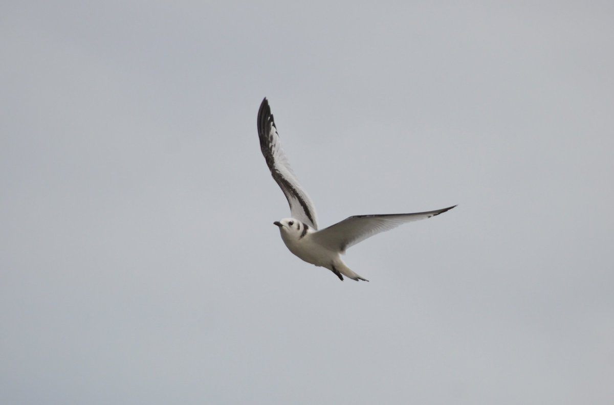 Med gull and Juvenile razorbill, guillemot, kittiwake off Scarborough beach today.handfull of distant gannets.