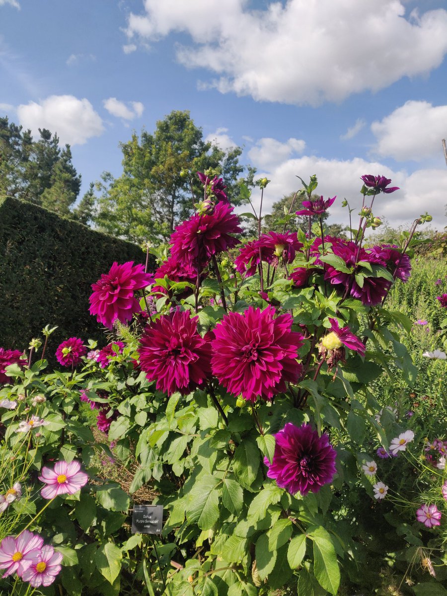 jhaworthauthor's tweet photo. August blooms looking gorgeous @RHSHydeHall today!! ☀️🌻🌺 #amwritingromance #plotwalk https://t.co/2ZUZvuOugk