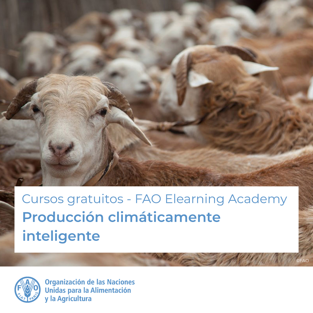 🎓 Cursos gratuitos de <a href="/FAO/">Food and Agriculture Organization</a> Elearning Academy

☀️ Producción climáticamente inteligente

Únete a la #AcciónClimática para una producción sostenible

<a href="/FAOKnowledge/">FAO Knowledge</a> 

Más información ➡️ bit.ly/3qHnm0u