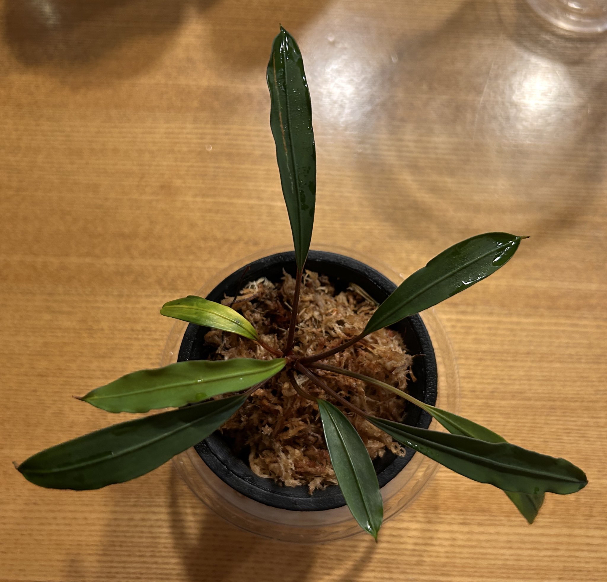 カミハタ便　Bucephalandra sp ブセファランドラ（Buceplandra SP Biu Scero）神畑便 | KDS