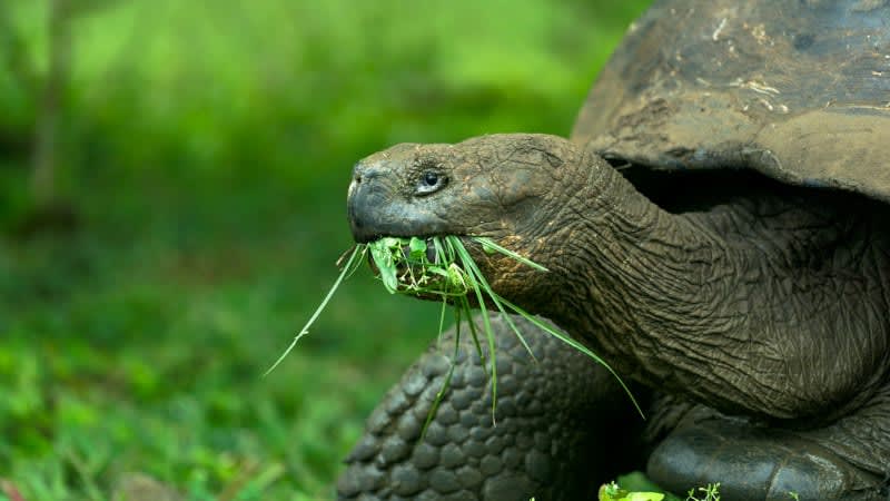🐢🌿 Experience the incredible Galapagos Islands with our unforgettable sailings! Discover the unique wildlife, including the majestic tortoises that call this paradise home. 🌊

Contact me today to book your adventure and witness the beauty of this extraordinary destination! 📞