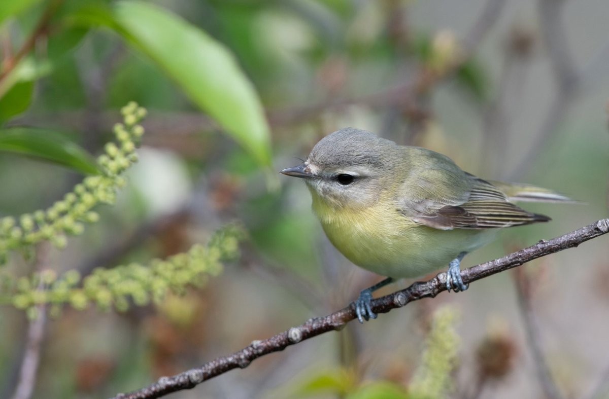 Birding University tweet media