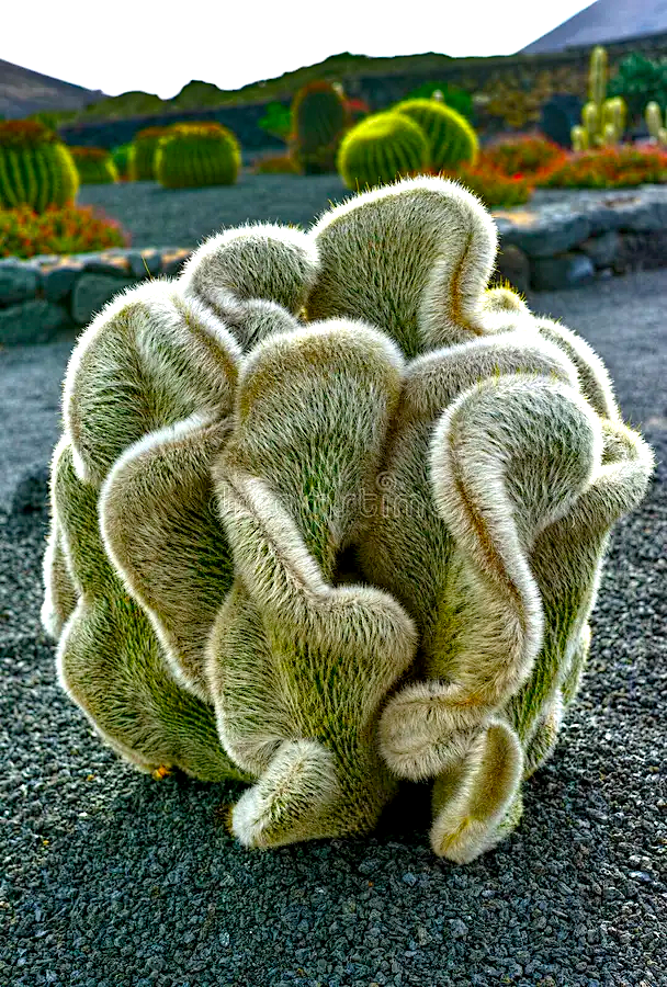 geologyBits's tweet photo. In Geology ✔️ Mineralogy - Botany
#Cleistocactus #SilverTorch #CrestedCactus #Botany
❤️ 🔁 Unveiling the Enigmatic Crested Silver Torch: Cleistocactus strausii f. Crestata
Discover the captivating beauty of Cleistocactus strausii f. Crestata, a rare cactus with a fan-like form that transforms any collection into a botanical masterpiece.
▶️ Environment & Cultivation
Native to the rugged, high-altitude mountains of southern Bolivia’s Tarija region, Cleistocactus strausii f. Crestata thrives in harsh, semi-arid conditions at elevations of 1,500–3,000 meters.
This crested cultivar
developed in nurseries, demands well-draining soil and full sun but shuns high temperatures, tolerating frosts down to -10°C.
Water moderately in spring
and summer, allowing the top inch of soil to dry out, and keep nearly dry in winter to prevent root rot.
Its slow growth
rewards patient cultivators with a striking, silvery display, perfect for rock gardens or as an exotic houseplant.
▶️ Botanical Information
Cleistocactus strausii f. Crestata, a member of the Cactaceae family, is a crested form of the Silver Torch cactus.
Unlike the typical columnar
growth of its parent species, the crested form develops a fan-like, undulating structure due to abnormal growth at the stem’s apex.
The light green stem
often obscured by dense, silvery-white spines, features 25 shallow ribs lined with closely spaced, woolly white areoles.
Each areole bears
four yellow central spines and 20–40 shorter, bristly radial spines, creating a fuzzy appearance.
Mature plants
typically over 45 cm tall, produce tubular, deep red to burgundy flowers in late summer, measuring 6–9 cm long.
These flowers
characteristic of the Cleistocactus genus, barely open, revealing only the style and stamens, and are covered in silky hairs.
The crested form
rarely sets fruit, making propagation via cuttings or grafting more common, with rooting taking 3–8 weeks.
Its susceptibility to mealybugs
and spider mites requires vigilant care.
▶️ Interesting Fact
The crested form of Cleistocactus strausii is a horticultural anomaly, prized by collectors for its sculptural, wave-like growth that can resemble a living piece of art, making each specimen uniquely unpredictable in shape.
🪴 Have you ever grown a crested cactus or encountered one in a collection?
❤️ 🔁 Like & Share your experience or tips for cultivating these unique plants in the comments below!
🎞️ Cleistocactus strausii f. crestata
https://t.co/Oe2QJ4TSgq