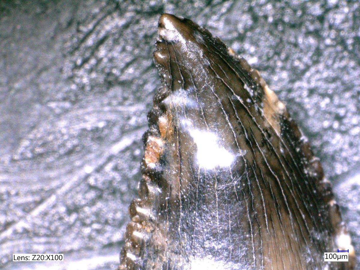 Cary Woodruff (@doublebeam) on Twitter photo For #FossilFriday we recently imaged a bunch of microfossils with a Keyence microscope at <a href="/univmiami/">University of Miami</a>, & this #Troodon tooth was one of my favorites! Their teeth are something...but under such high mag, they really are wicked, and "wounding tooth" is certainly an appropriate name! For #FossilFriday we recently imaged a bunch of microfossils with a Keyence microscope at <a href="/univmiami/">University of Miami</a>, & this #Troodon tooth was one of my favorites! Their teeth are something...but under such high mag, they really are wicked, and "wounding tooth" is certainly an appropriate name!