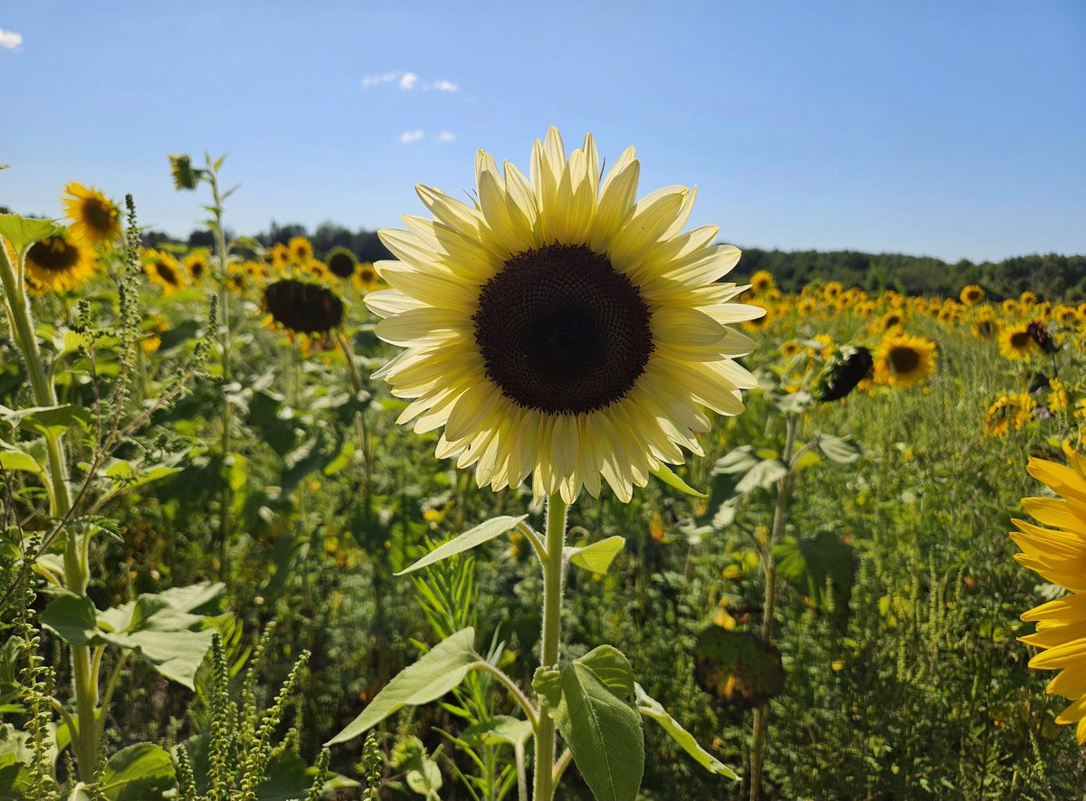 Ash (@snowsarabande) on Twitter photo 