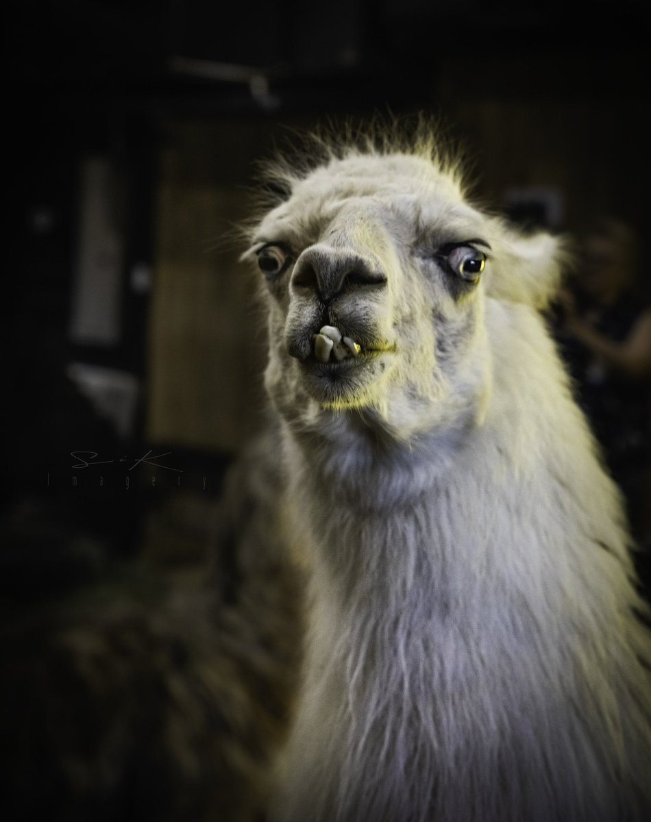 It’s Friday, and the disease I battle, #HidradenitisSuppurativa (or HS), is making it difficult and extremely painful to lift my left arm. So let’s brighten the day…
*
QP or share a fun shot or a shot that would make someone having a rough day, smile.