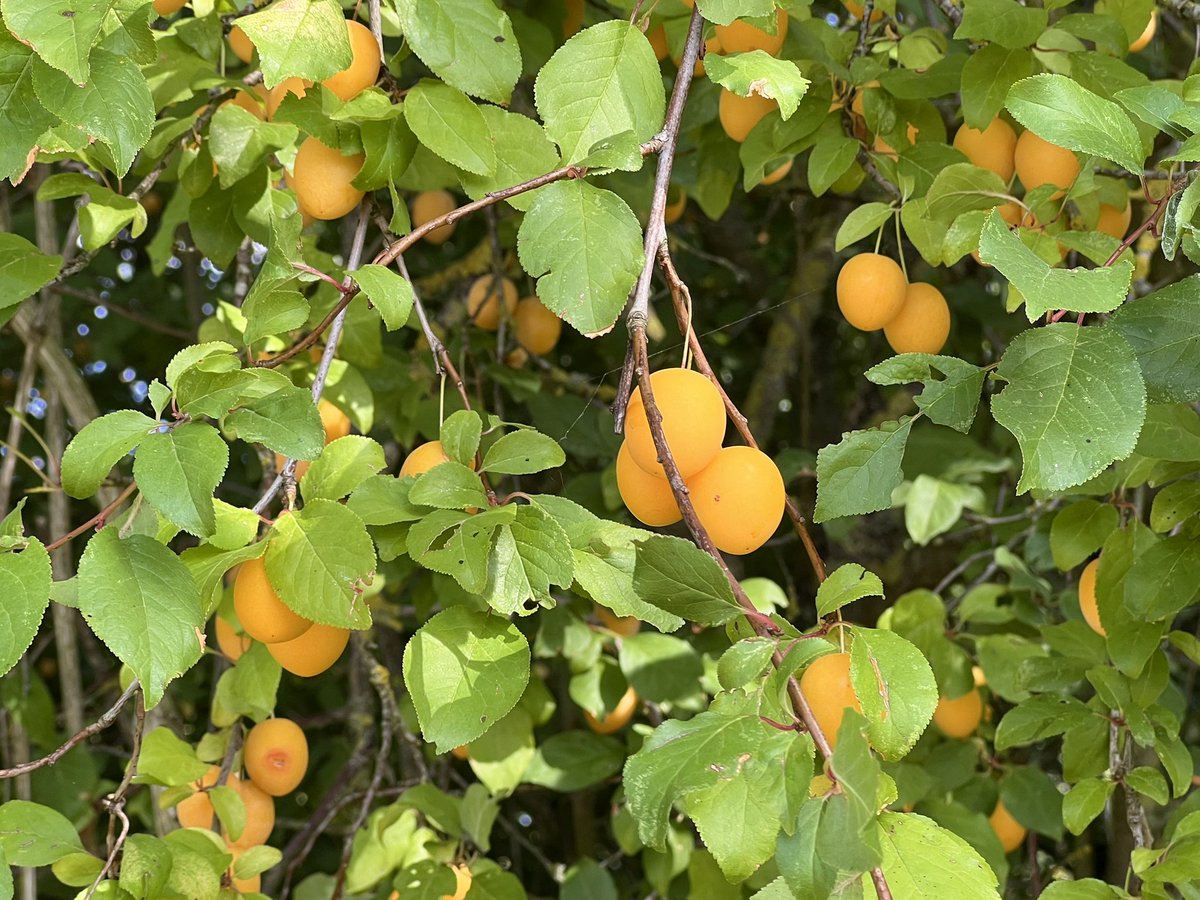 Au bord de la petite rivière de <a href="/ROVERduMOULIN/">ROVER et TSARINE</a> , un prunier sauvage, couvert de fruits d’or… un magnifique spectacle, et un régal pour les oiseaux