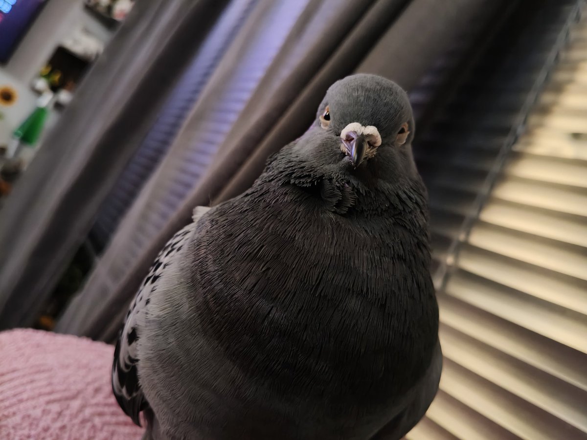 deepc_cryptid's tweet image. 1am #pigeon posting 

Everyone look at my angel son 🫶✨