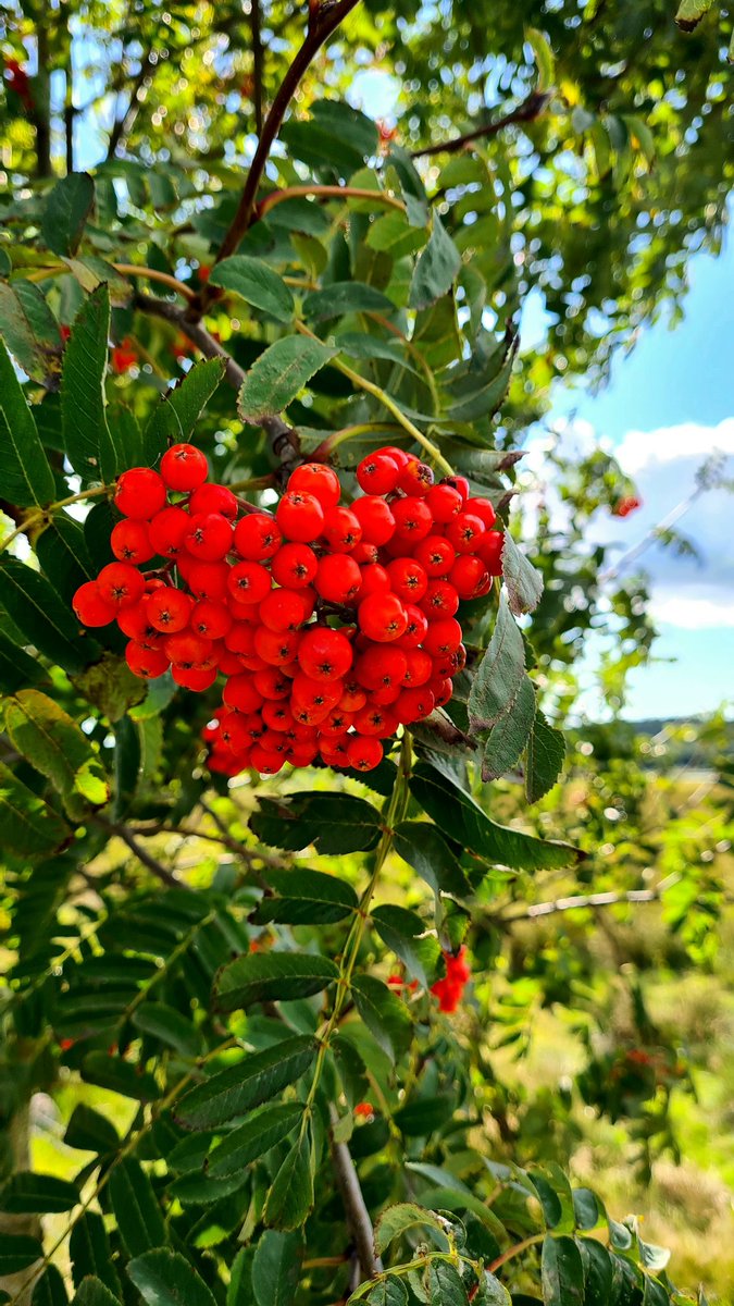 Rönnbärsår i år.
Något suddig bild.
Det är blåsigt på strandängen.
