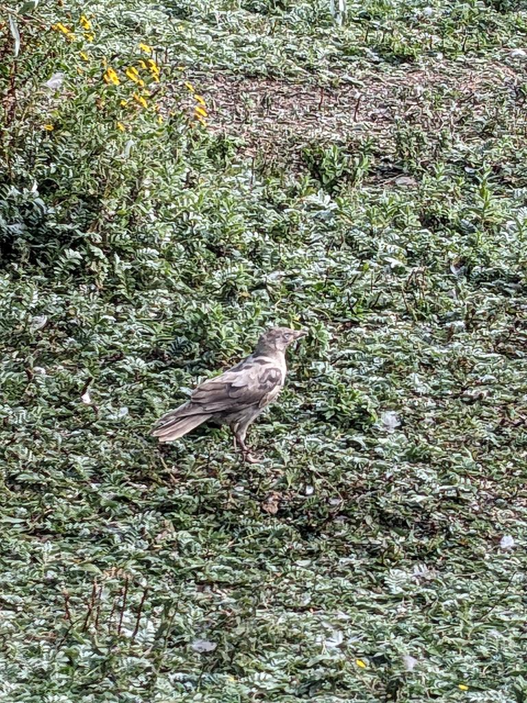 NestboxTech's tweet photo. @cranky1456 @WWTSlimbridge @yudzp2r Same bird later in the day https://t.co/xTxC4TTVn9
