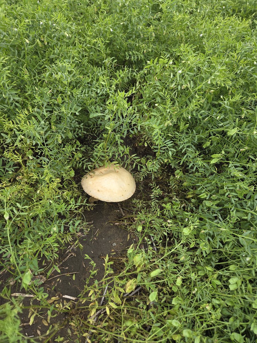 Holy mushroom in the Lentils.