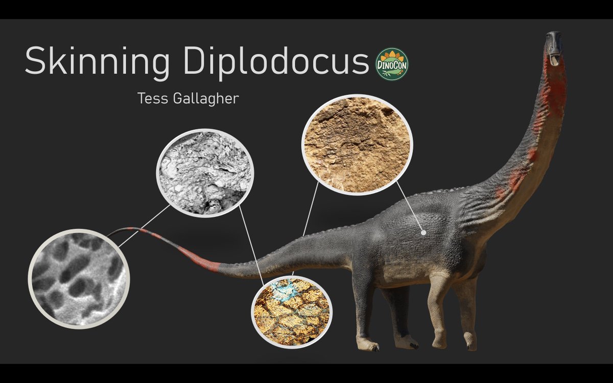 I am so so excited for #DinoConUK next week. I'll be giving my talk on sauropod skin on Saturday at 11:30 in the Great hall. If you see me please feel free to say hello!