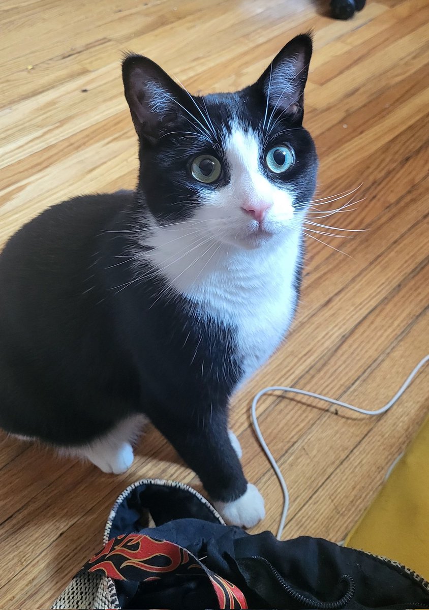 im a Cat
