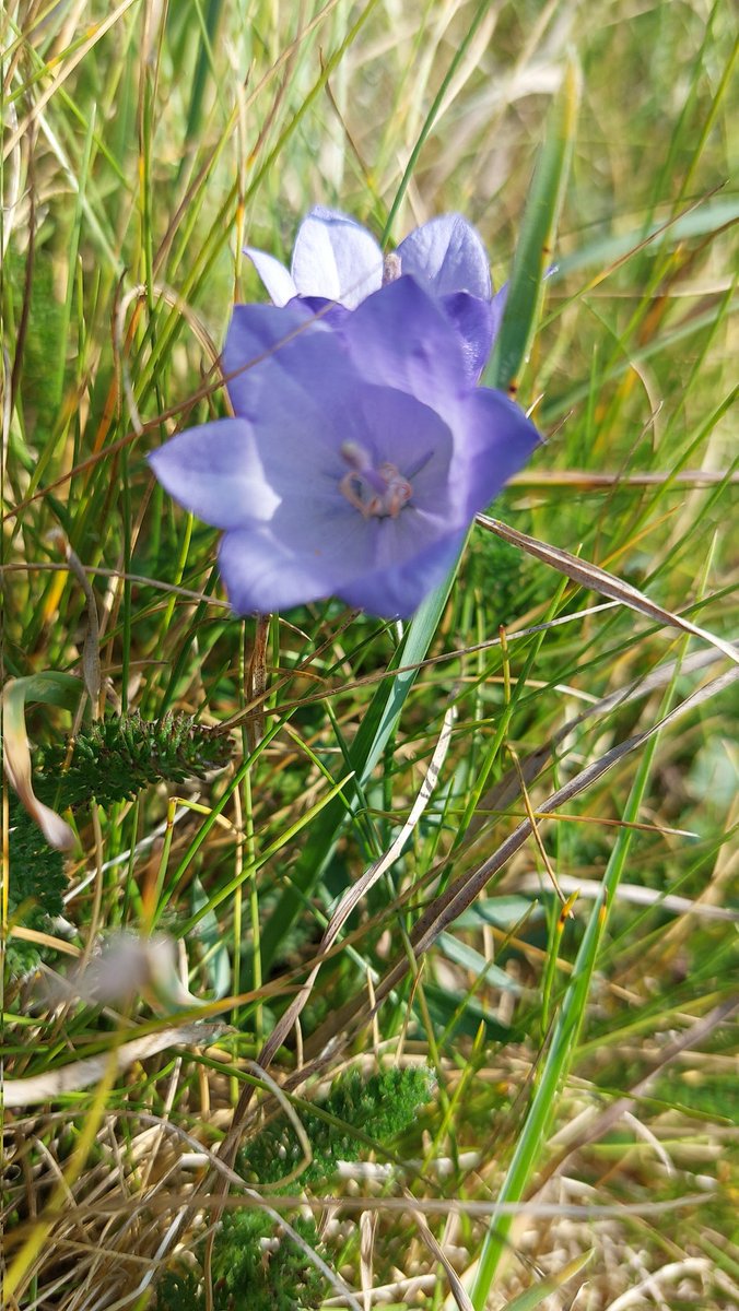 AlasdairGordon1's tweet photo. .@wildflower_hour @Love_plants @BSBIbotany @CPRE @NorthCornwallNT Possibly my favourite wild flower, harebells between Pentire Point and The Rumps, North Cornish coast. #Harebells #wildflowerhour #flowers #Cornwal https://t.co/4FMFpfJusB