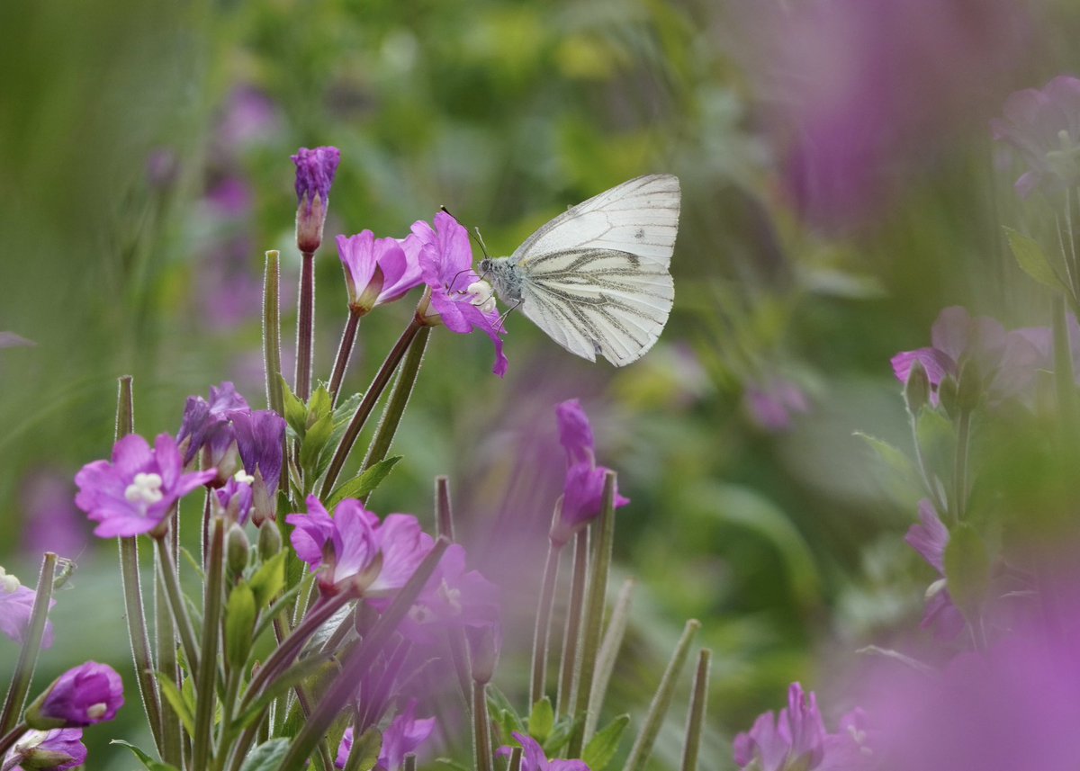 Green-veined White #butterfly on Great Willowherb (Epilobium hirsutum) for #wildflowerhour #PollinatorPals challenge. The flower’s landing pad is helpfully marked out with a cross, that of a 4-lobed stigma.
Hope Valley, Derbyshire
<a href="/wildflower_hour/">wildflowerhour</a> <a href="/BSBIbotany/">BSBI: Botanical Society of Britain & Ireland</a>