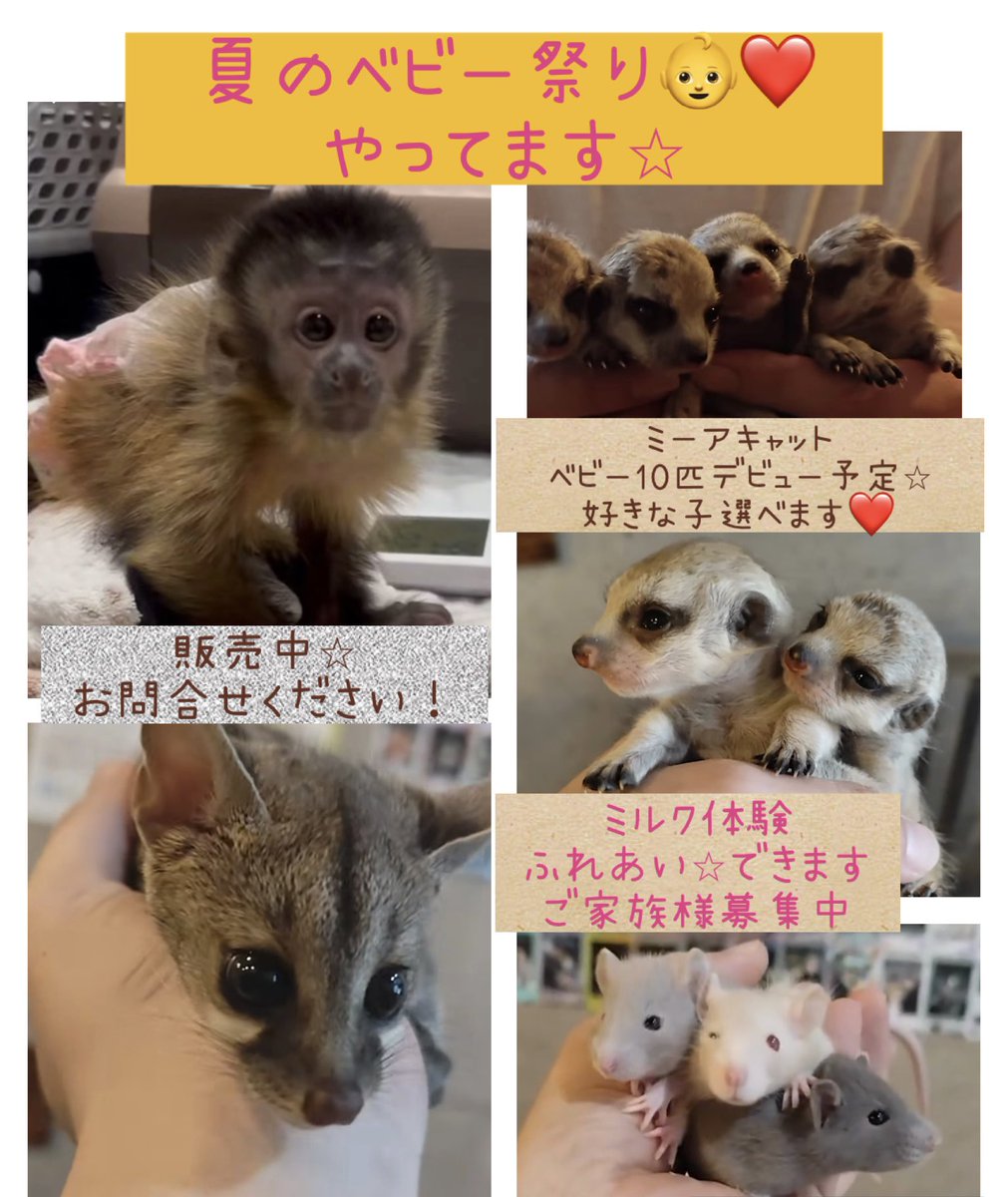 夏のベビー祭り⭐︎
ミーアキャット、アカブチジェネット
フクロモモンガ、ファンシーラット
沢山生まれてきてくれてます👶
ミーアキャットはデビュー予定が10匹！
お顔を見て、性格を見て、素敵な家族を選んでもらえます⭐︎
アカブチジェネット、フサオマキザル達もご家族様募集中！お問合せください