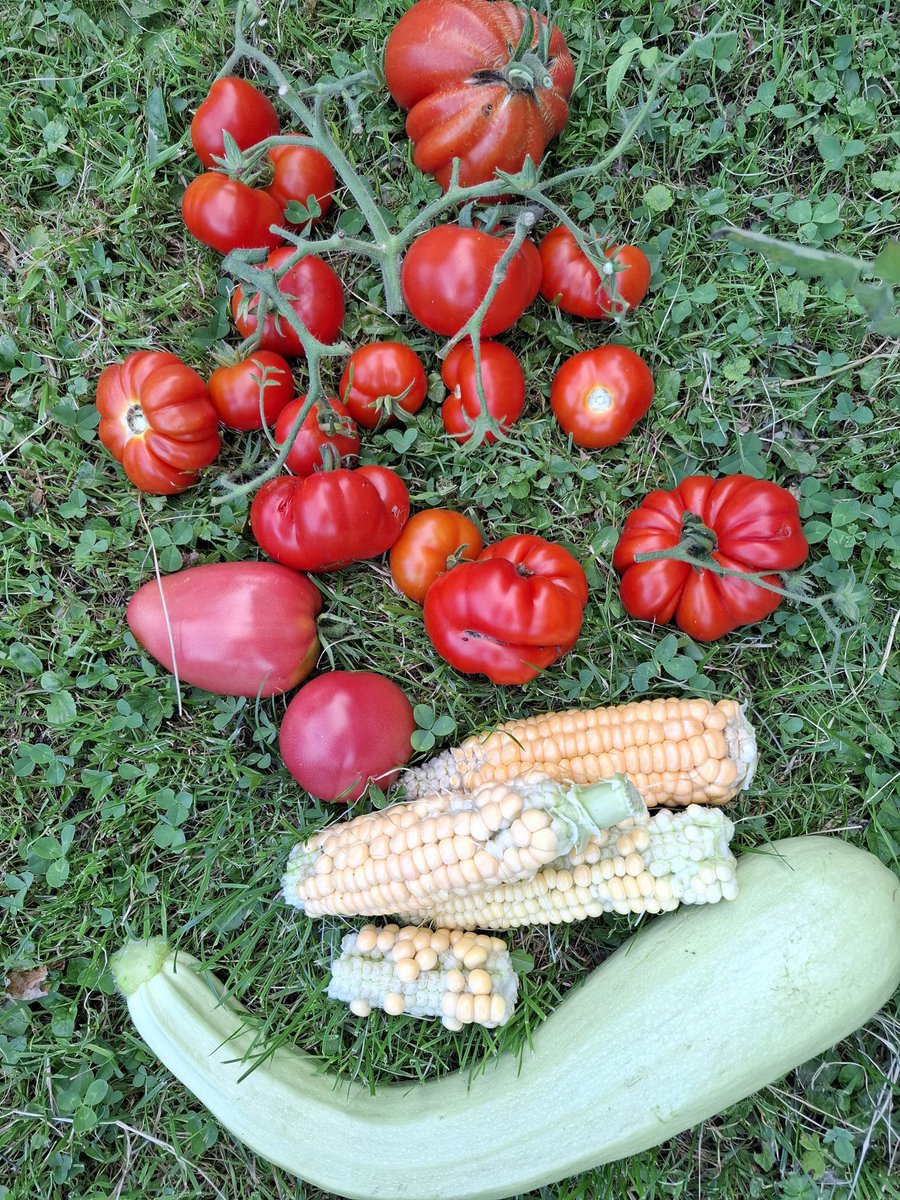 #nofilter
#harvest2025 

Ja, der Mais ist mau. Die Tomaten so spät wie nie...aber... 🤩🤩🤩