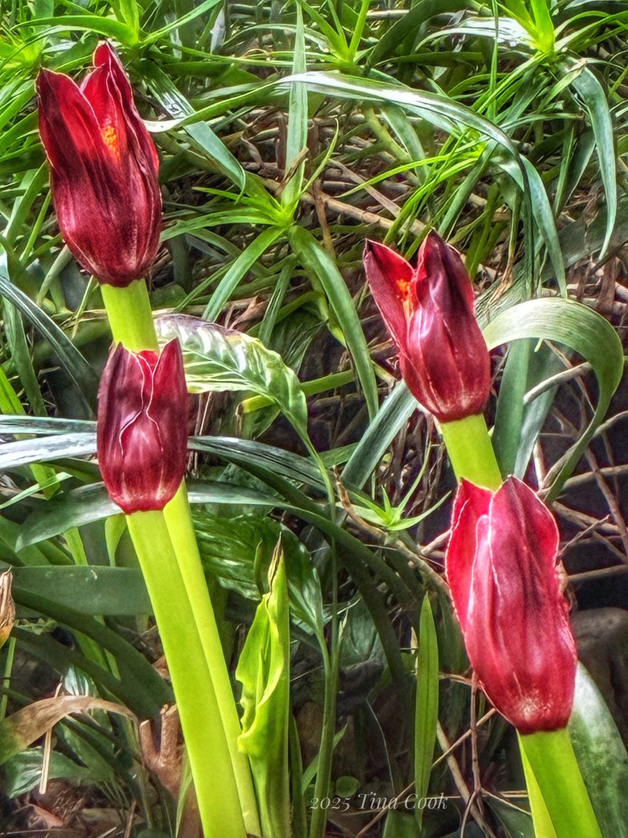 Tina Cook tweet media