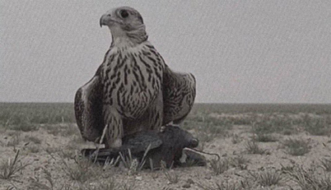 مايجبر كسور الغلا جبس الايام
كسر الغلا يصعب على الوقت جبره