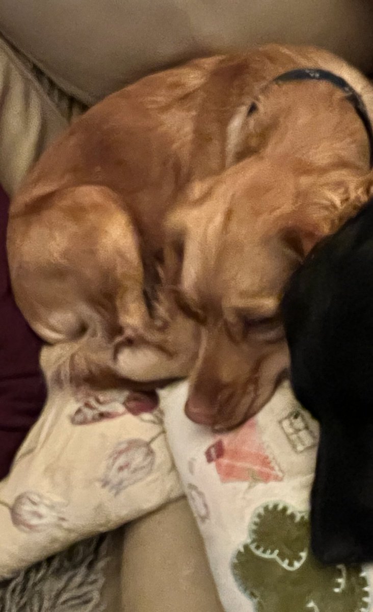 millypod1's tweet image. 🆘9 AUG 2025 #Lost Nancy #ScanMe
Golden Mixed Breed Female
Stoke Rivers to Gunn Bridle Path #Barnstaple #Devon #EX32
doglost.co.uk/dog/199509
