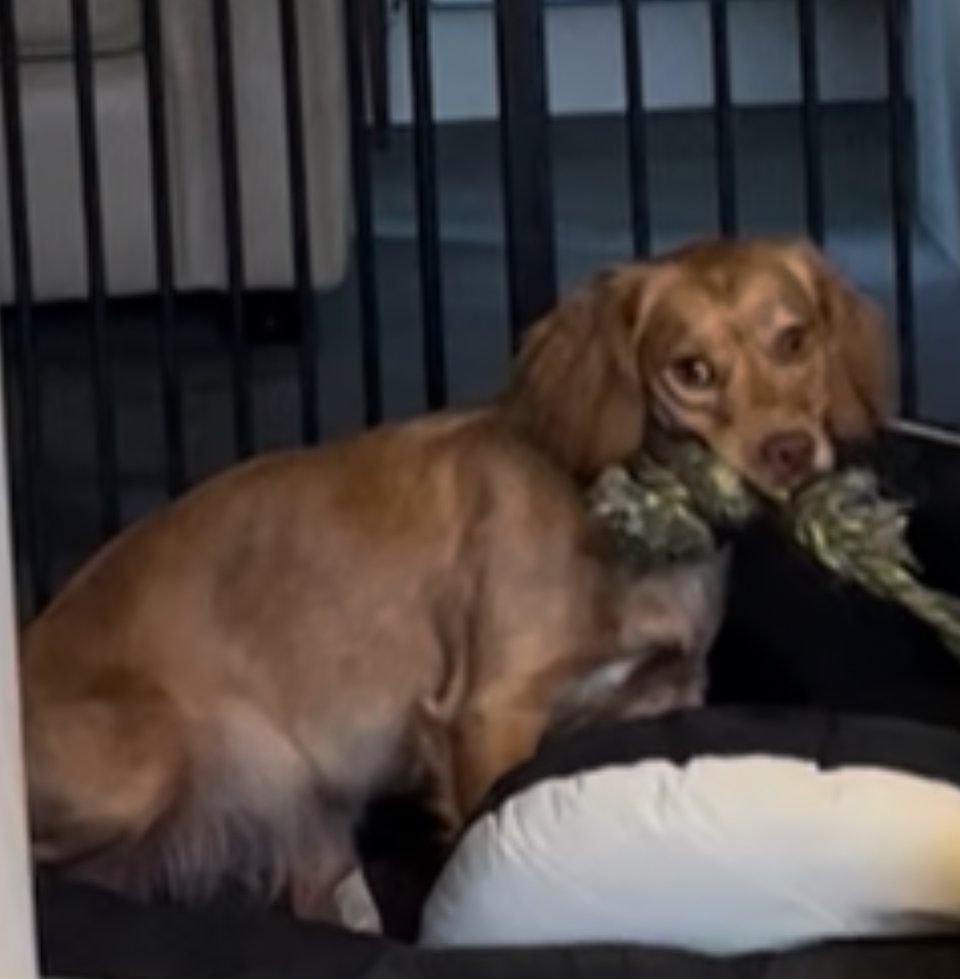 millypod1's tweet image. 🆘9 AUG 2025 #Lost Nancy #ScanMe
Golden Mixed Breed Female
Stoke Rivers to Gunn Bridle Path #Barnstaple #Devon #EX32
doglost.co.uk/dog/199509