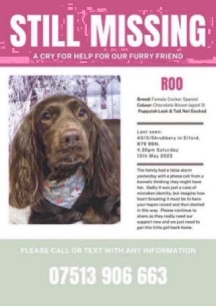 LisaClareRead2's tweet photo. Please RT #stolendoghour &amp; help #bringroohome 🙏
Roo went missing on Saturday 13th May 2023 from the Elford area #B79
Have you seen this girl? Please call the number below if you have seen her. Thank you 🙏💕🐾
#missingdog #CockerSpaniel #dogs #Staffordshire #Tamworth #Lichfield https://t.co/cDvS0ps3aL