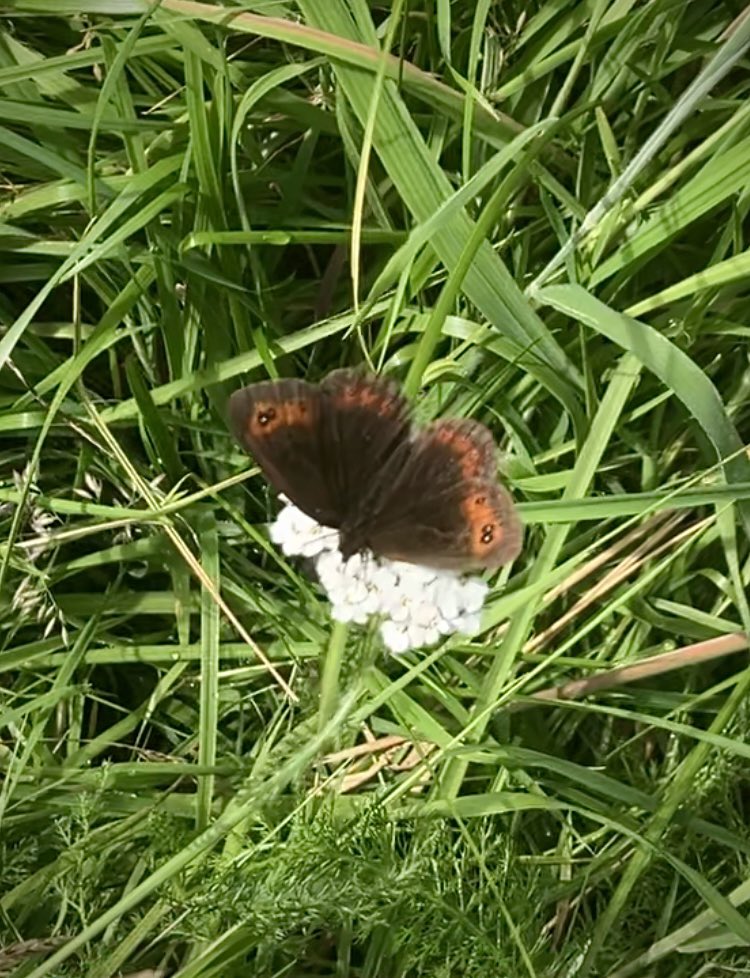 QuantumSensorsGlasgow (@quantumsensors) on Twitter photo Scotch Argus #butterfly #wildflowerhour <a href="/wildflower_hour/">wildflowerhour</a> #polinatorpals <a href="/lomondtrossachs/">Loch Lomond & The Trossachs</a> #Scotland 🏴 Scotch Argus #butterfly #wildflowerhour <a href="/wildflower_hour/">wildflowerhour</a> #polinatorpals <a href="/lomondtrossachs/">Loch Lomond & The Trossachs</a> #Scotland 🏴