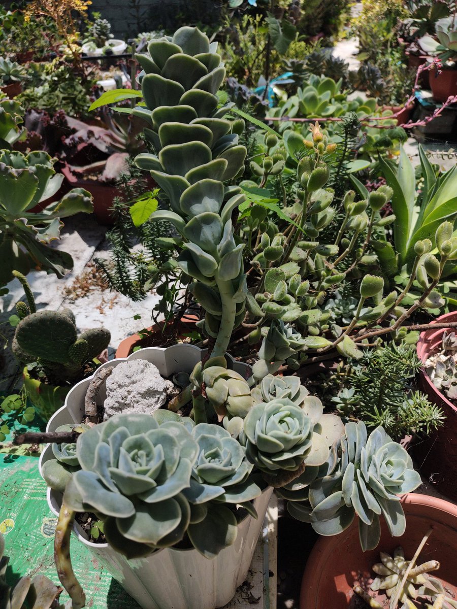 Una Graptoveria lovely Rose tamaño adulto.