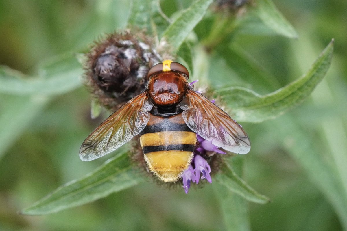 I was photographing bees on Common Knapweed (Centaurea nigra) when I spied something HUGE and GOLD out of the corner of my eye 😳. 
Hornet-mimic Hoverfly (Volucella zonaria). 
Hope Valley, Derbyshire
#wildflowerhour #PollinatorPals <a href="/wildflower_hour/">wildflowerhour</a> <a href="/BSBIbotany/">BSBI: Botanical Society of Britain & Ireland</a>