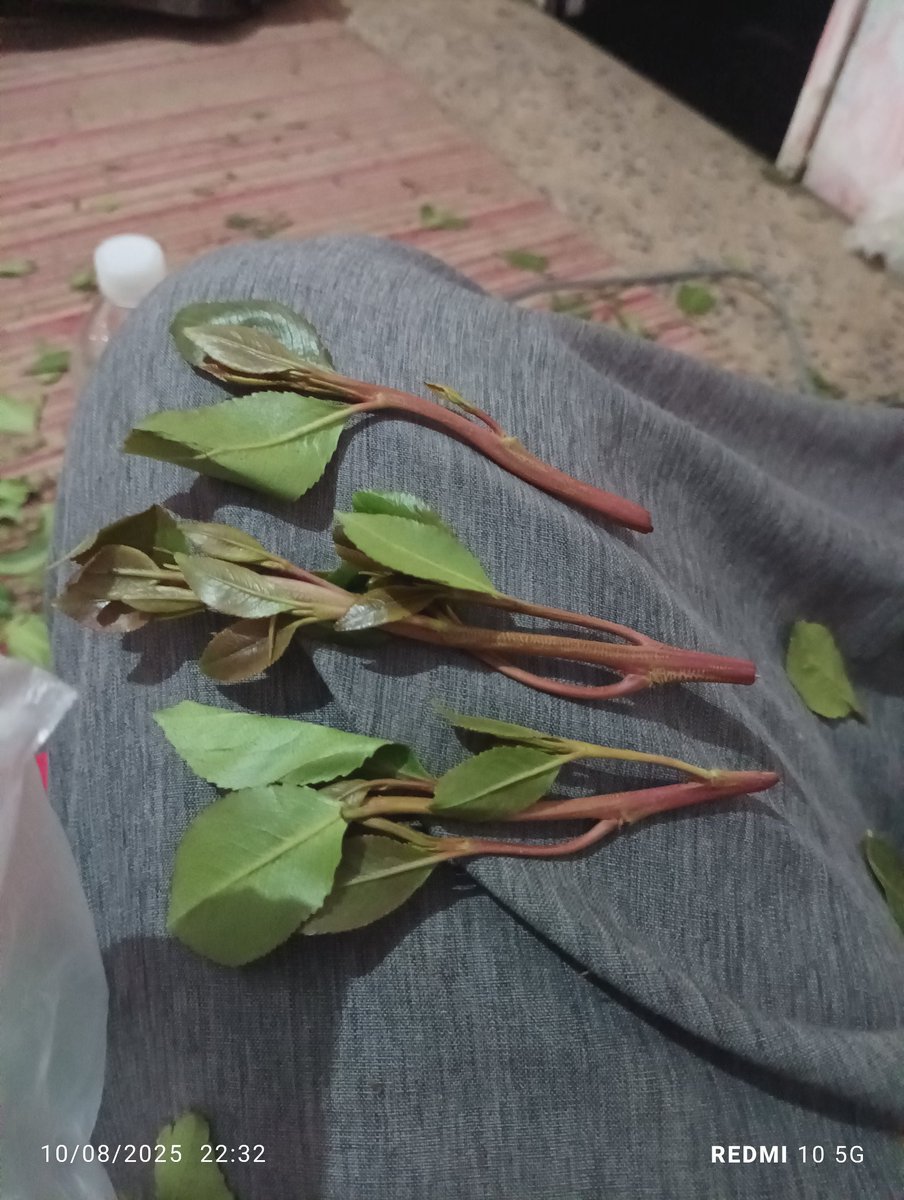 مخزان من هذا القات قرح او مايقرح انصحوني من ذالحين لا نوادف